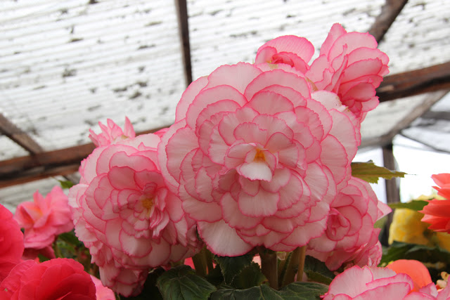 B. ‘Leona’